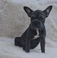 Onyx, a female French Bulldog and Frenchton for sale in Indianapolis, IN – 2 of 2