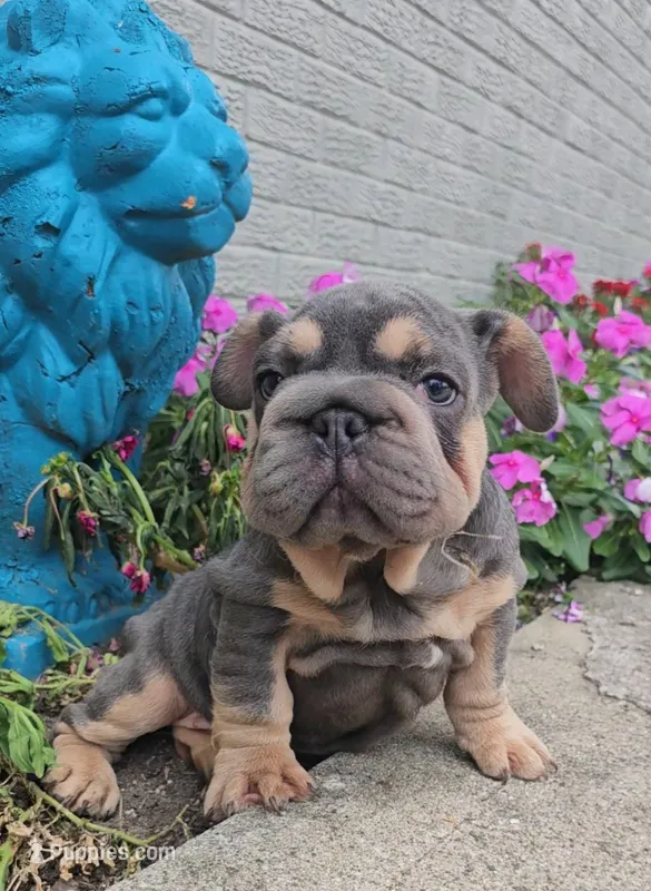 Pixar – French Bulldog puppy for sale in Indianapolis, IN