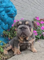 Pixar, a male French Bulldog for sale in Indianapolis, IN – 1 of 4