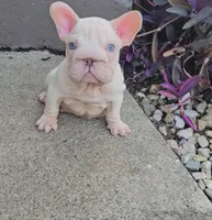 Vito, a male French Bulldog for sale in Indianapolis, IN – 4 of 5