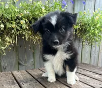 Kylie, a female Australian Shepherd for sale in Indianapolis, IN – 1 of 3