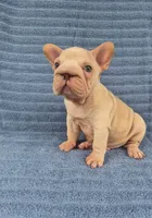 Vito, a male French Bulldog for sale in Indianapolis, IN – 7 of 8