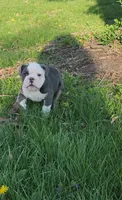 Muffin, a female English Bulldog for sale in Indianapolis, IN – 3 of 8