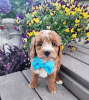 Teddy, a male Shihpoo and Poodle - Toy  for sale in Indianapolis, IN – 5 of 5