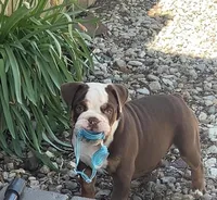 Tootsie, a female English Bulldog for sale in Indianapolis, IN – 6 of 8