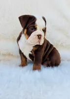 Tootsie, a female English Bulldog for sale in Indianapolis, IN – Photo 2 of 4