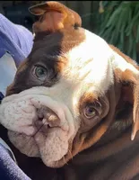 Tootsie, a female English Bulldog for sale in Indianapolis, IN – 1 of 8