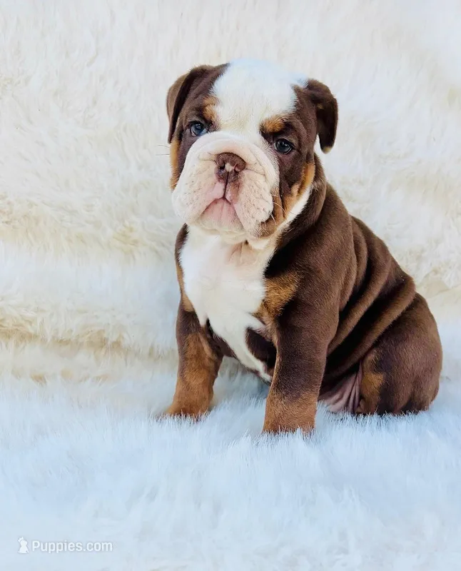 Tootsie – English Bulldog puppy for sale in Indianapolis, IN