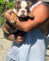 Tootsie, a female English Bulldog for sale in Indianapolis, IN – 7 of 8