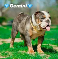 Tootsie, a female English Bulldog for sale in Indianapolis, IN – Photo 3 of 4