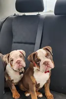 Tootsie, a female English Bulldog for sale in Indianapolis, IN – 8 of 8