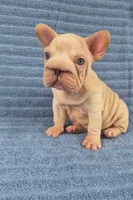 Vito, a male French Bulldog for sale in Indianapolis, IN – 5 of 8