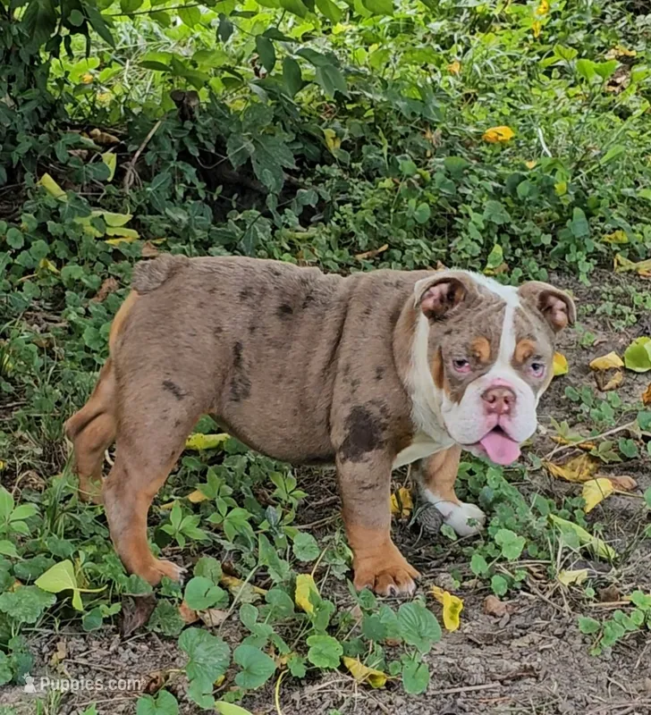Maribell – English Bulldog puppy for sale in Indianapolis, IN