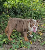Maribell, a female English Bulldog for sale in Indianapolis, IN – 1 of 9