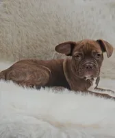 Tootsie, a female French Bulldog and Frenchton for sale in Indianapolis, IN – 2 of 3