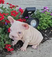 Vito, a male French Bulldog for sale in Indianapolis, IN – 5 of 5