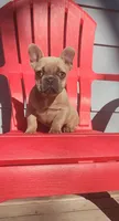 Bianca, a female French Bulldog for sale in Indianapolis, IN – 2 of 2