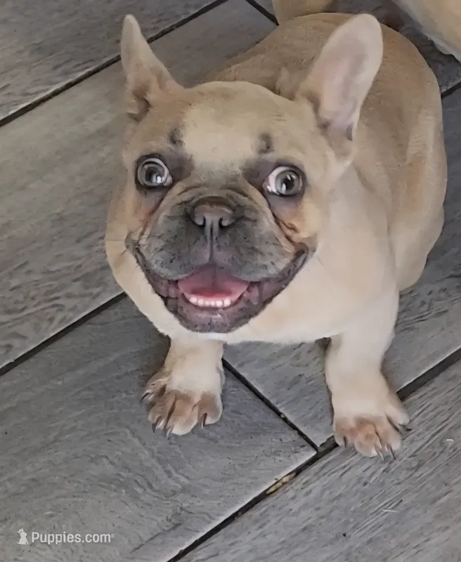 Bianca – French Bulldog puppy for sale in Indianapolis, IN