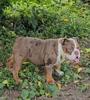 Maribell, a female English Bulldog for sale in Indianapolis, IN – 8 of 9