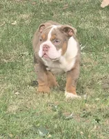 Maribell, a female English Bulldog for sale in Indianapolis, IN – 4 of 5