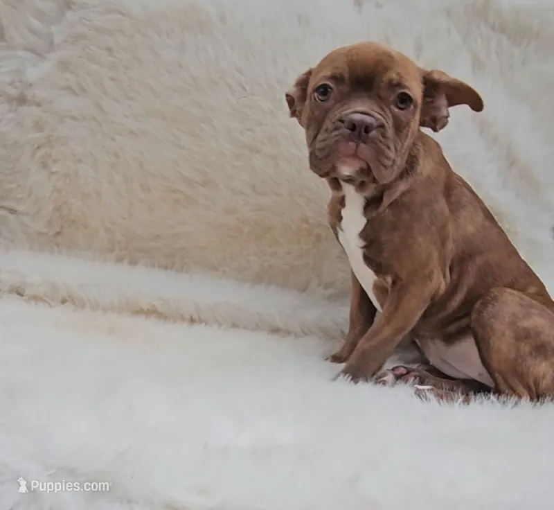 Tootsie – French Bulldog, Frenchton puppy for sale in Indianapolis, IN