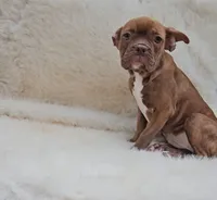 Tootsie, a female French Bulldog and Frenchton for sale in Indianapolis, IN – 1 of 3