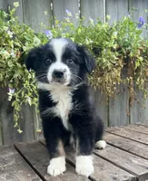 Diesel , a male Australian Shepherd for sale in Indianapolis, IN – 6 of 6