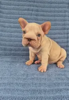 Vito, a male French Bulldog for sale in Indianapolis, IN – 3 of 8