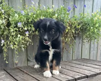 Katie, a female Australian Shepherd for sale in Indianapolis, IN – 4 of 5