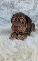 Gigi, a female French Bulldog for sale in Indianapolis, IN – 3 of 3