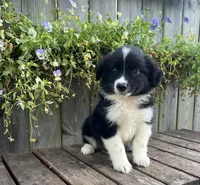 Alex, a male Australian Shepherd for sale in Indianapolis, IN – 4 of 6