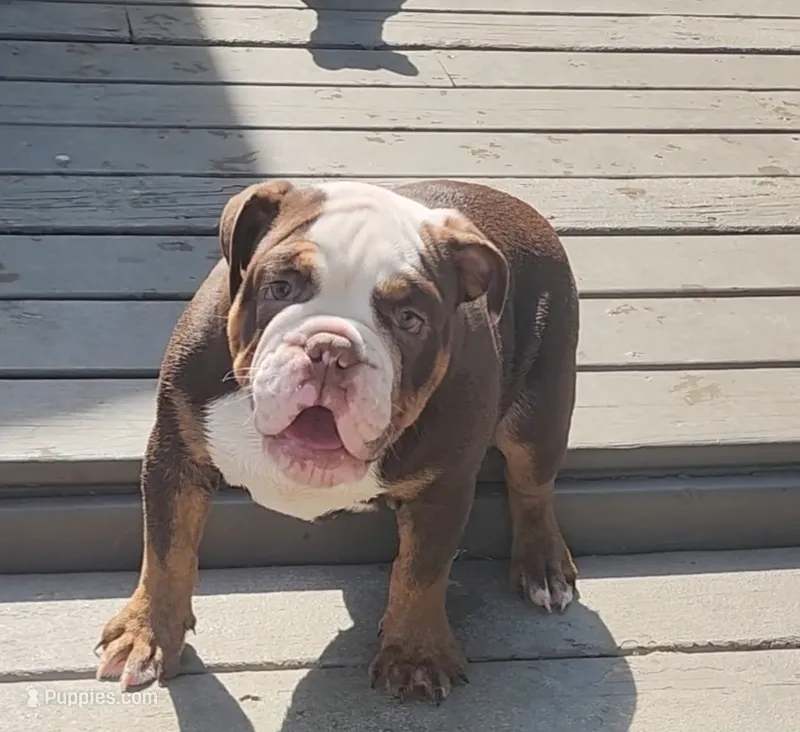 Cocoa – English Bulldog puppy for sale in Indianapolis, IN