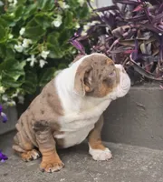 Maribell, a female English Bulldog for sale in Indianapolis, IN – 5 of 5