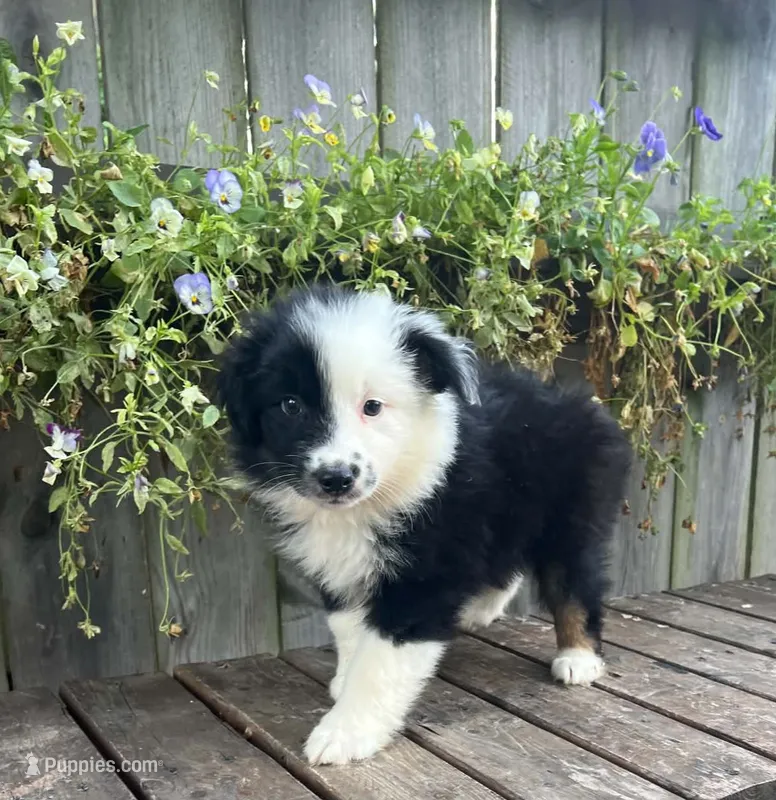 Daisy – Australian Shepherd puppy for sale in Indianapolis, IN