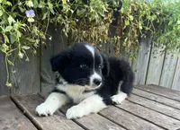 Alex, a male Australian Shepherd for sale in Indianapolis, IN – 3 of 6