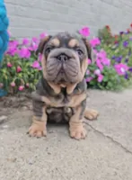 Pixar, a male French Bulldog for sale in Indianapolis, IN – 2 of 4
