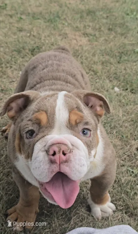 Maribell – English Bulldog puppy for sale in Indianapolis, IN