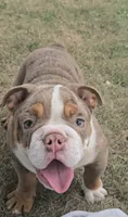 Maribell, a female English Bulldog for sale in Indianapolis, IN – 3 of 5