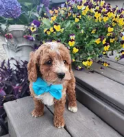 Teddy, a male Shihpoo and Poodle - Toy  for sale in Indianapolis, IN – 3 of 5