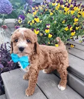 Teddy, a male Shihpoo and Poodle - Toy  for sale in Indianapolis, IN – 2 of 5