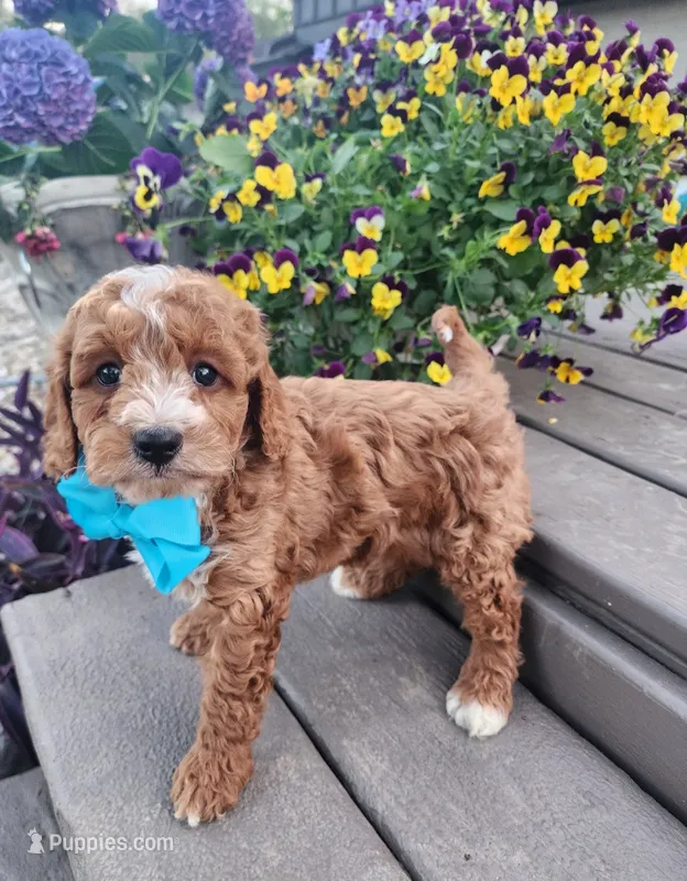 Teddy – Shihpoo, Poodle - Toy  puppy for sale in Indianapolis, IN