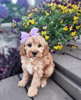 Sadie, a female Shihpoo and Poodle - Toy  for sale in Indianapolis, IN – 2 of 3