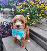 Teddy, a male Shihpoo and Poodle - Toy  for sale in Indianapolis, IN – 4 of 5