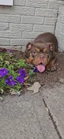 Duncan , a female English Bulldog for sale in Indianapolis, IN – 7 of 9