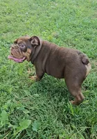 Duncan , a female English Bulldog for sale in Indianapolis, IN – 5 of 9