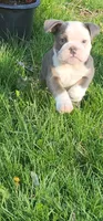 Muffin, a female English Bulldog for sale in Indianapolis, IN – 8 of 8