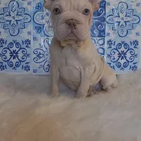 Bently, a male French Bulldog for sale in Indianapolis, IN – Photo 3 of 4