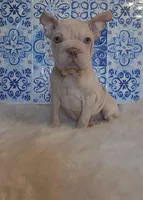 Bently, a male French Bulldog for sale in Indianapolis, IN – Photo 3 of 4