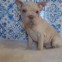 Bently, a male French Bulldog for sale in Indianapolis, IN – Photo 1 of 4