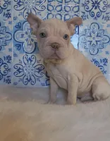 Bently, a male French Bulldog for sale in Indianapolis, IN – Photo 1 of 4
